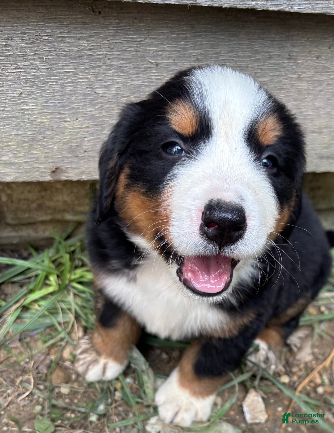 Bernese Mountain Dog dogs for sale: Pink - Image 6