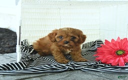 Cavapoo dogs for sale: Nixon - Image 3