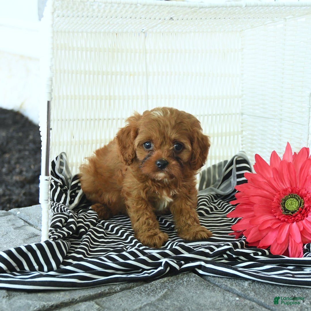 Cavapoo dogs for sale: Nixon - Image 3