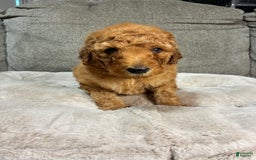 Mini Goldendoodle dogs for sale: Wave - Image 1