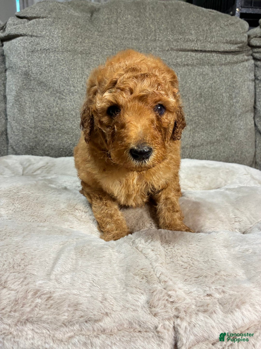 Mini Goldendoodle dogs for sale: Wave - Image 1
