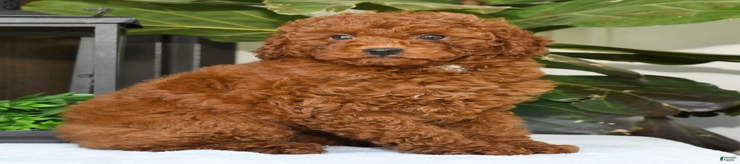 Scotty
