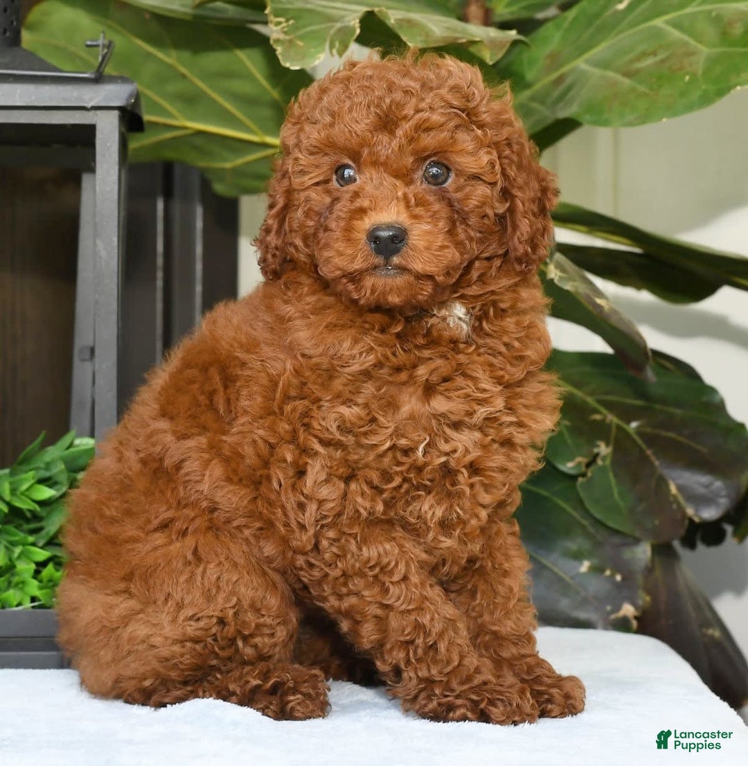 Miniature Poodle dogs for sale: Scotty - Image 11