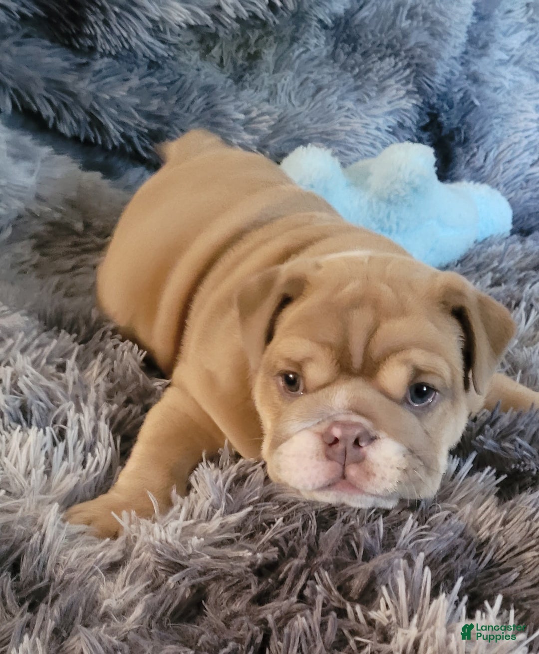English Bulldog dogs for sale: Ozzy - Image 12
