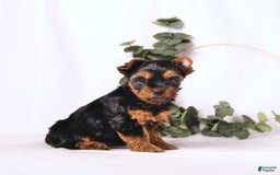 Yorkshire Terrier dogs for sale: Zara - Image 9