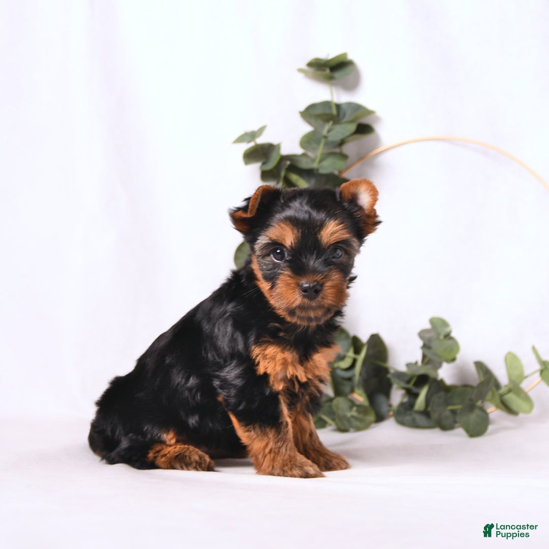Yorkshire Terrier dogs for sale: Zara - Image 9