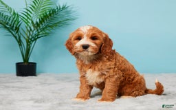 Mini Goldendoodle dogs for sale: Brooklyn - Image 4