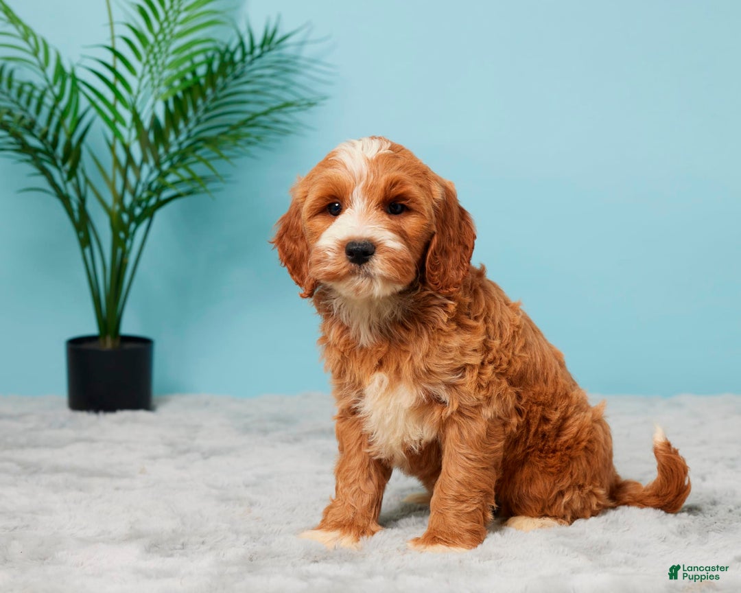 Mini Goldendoodle dogs for sale: Brooklyn - Image 4