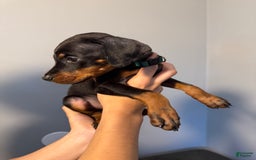 Doberman Pinscher dogs for sale: Green Collar - Image 4