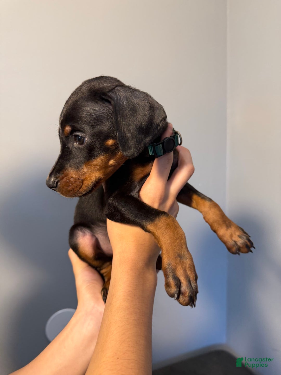 Doberman Pinscher dogs for sale: Green Collar - Image 4