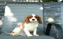 Cavalier King Charles Spaniel dogs for sale: Freddie - Image 10