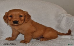 Golden Retriever dogs for sale: Golden Retriever 11 puppies - Image 3