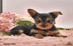 Yorkshire Terrier dogs for sale: Ricky - Image 1