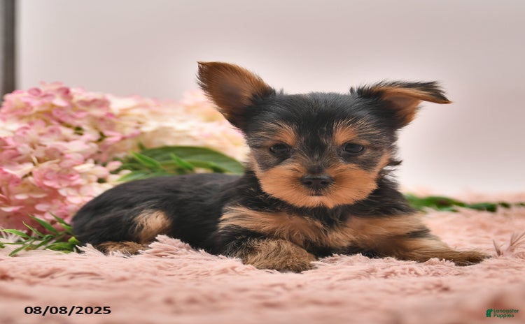 Yorkshire Terrier dogs for sale - Ad 5