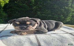 English Bulldog dogs for sale: Dalilah - Image 4
