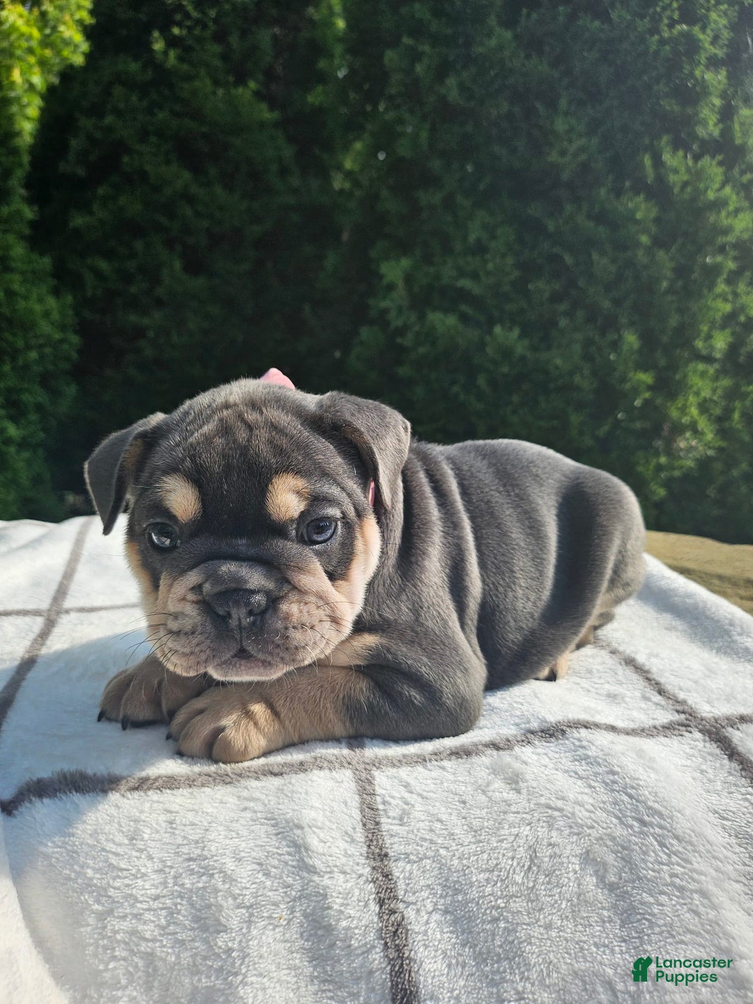English Bulldog dogs for sale: Dalilah - Image 4