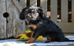 Cavapoo dogs for sale: Cavapoo 6 puppies - Image 6