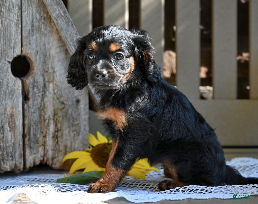 Cavapoo dogs for sale: Cavapoo 6 puppies - Image 6