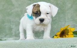 English Bulldog dogs for sale: Spot - Image 3