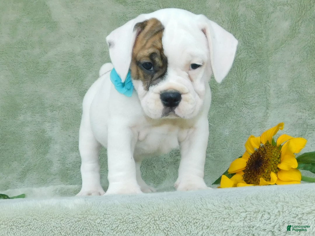 English Bulldog dogs for sale: Spot - Image 3