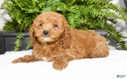 Mini Goldendoodle dogs for sale: Vince - Image 17