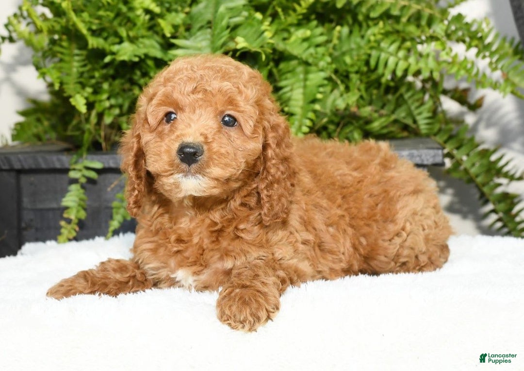Mini Goldendoodle dogs for sale: Vince - Image 17