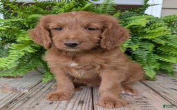 Goldendoodle dogs for sale: Ellie - Image 20