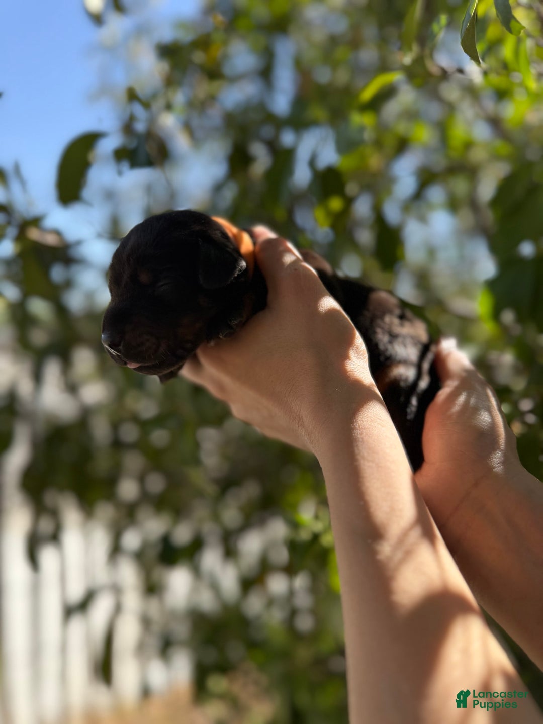 Doberman Pinscher dogs for sale: Orange Collar - Image 2