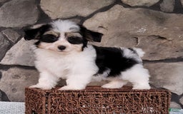 Havanese dogs for sale: Danny - Image 6