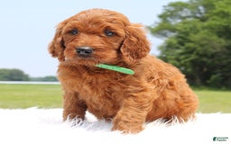 Irish Doodle dogs for sale: Volley - Image 1