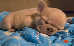 French Bulldog dogs for sale: Daisy - Image 21