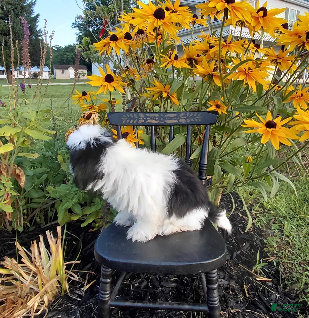 Shih Tzu dogs for sale: Star - Image 4