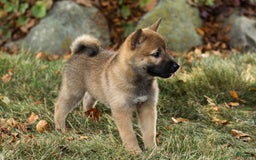 Shiba Inu dogs for sale: Jed - Image 6