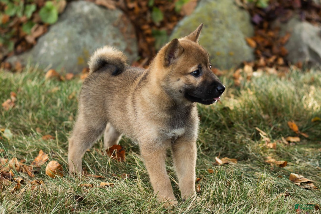 Shiba Inu dogs for sale: Jed - Image 6