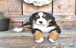 Bernese Mountain Dog dogs for sale: Sage - Image 1
