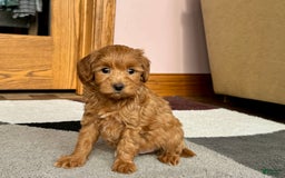 Maltipoo dogs for sale: Larry - Image 15