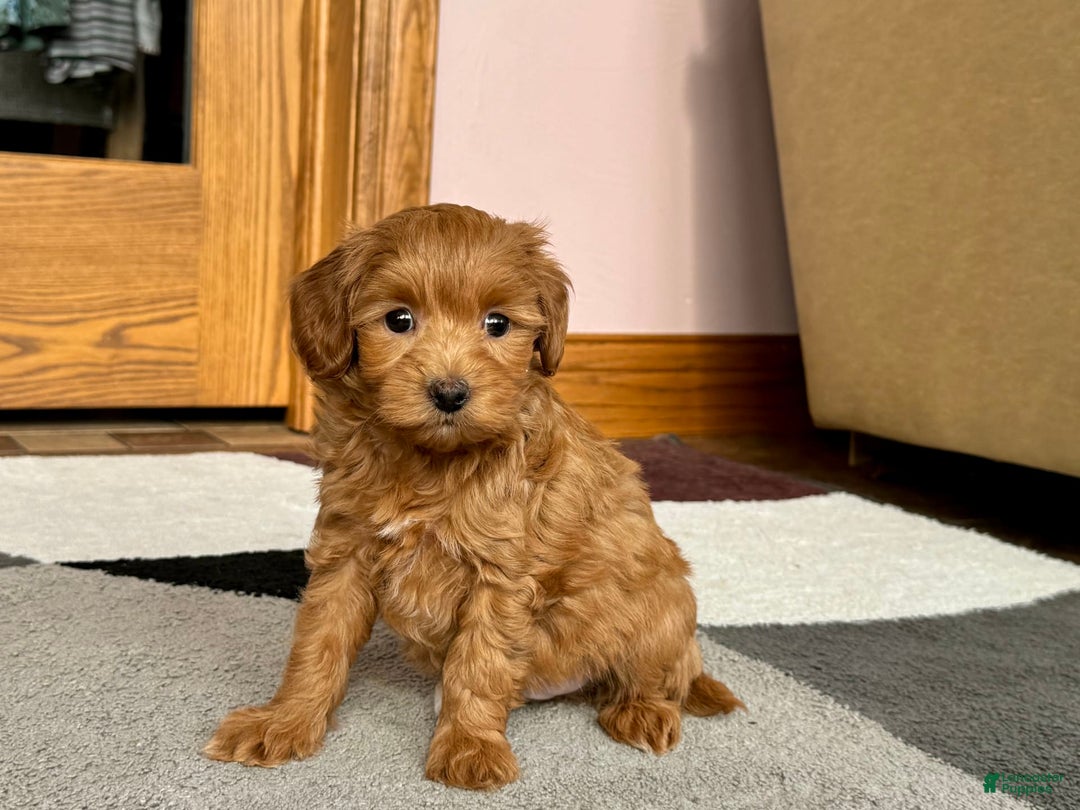 Maltipoo dogs for sale: Larry - Image 15