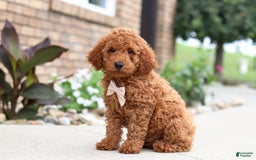 Goldendoodle dogs for sale: Hawk - Image 2