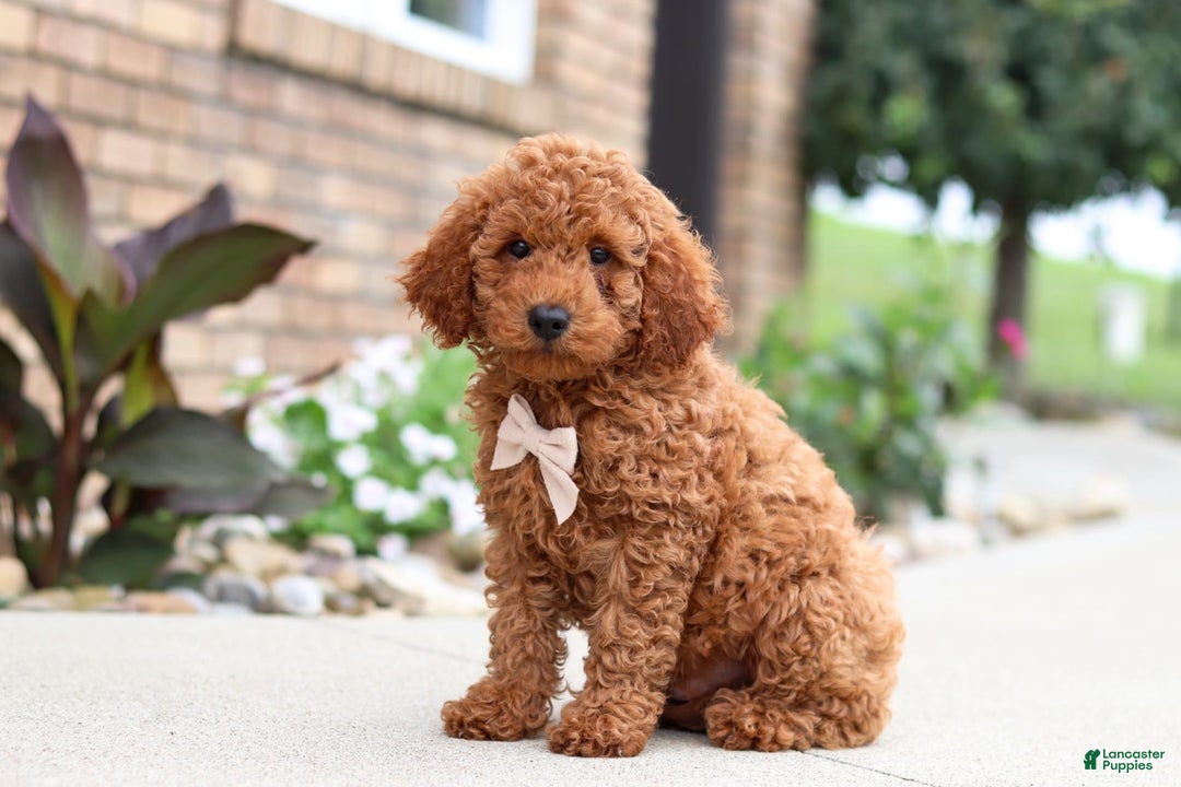 Goldendoodle dogs for sale: Hawk - Image 2