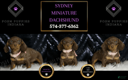 Miniature Dachshund dogs for sale: Sydney - Image 2