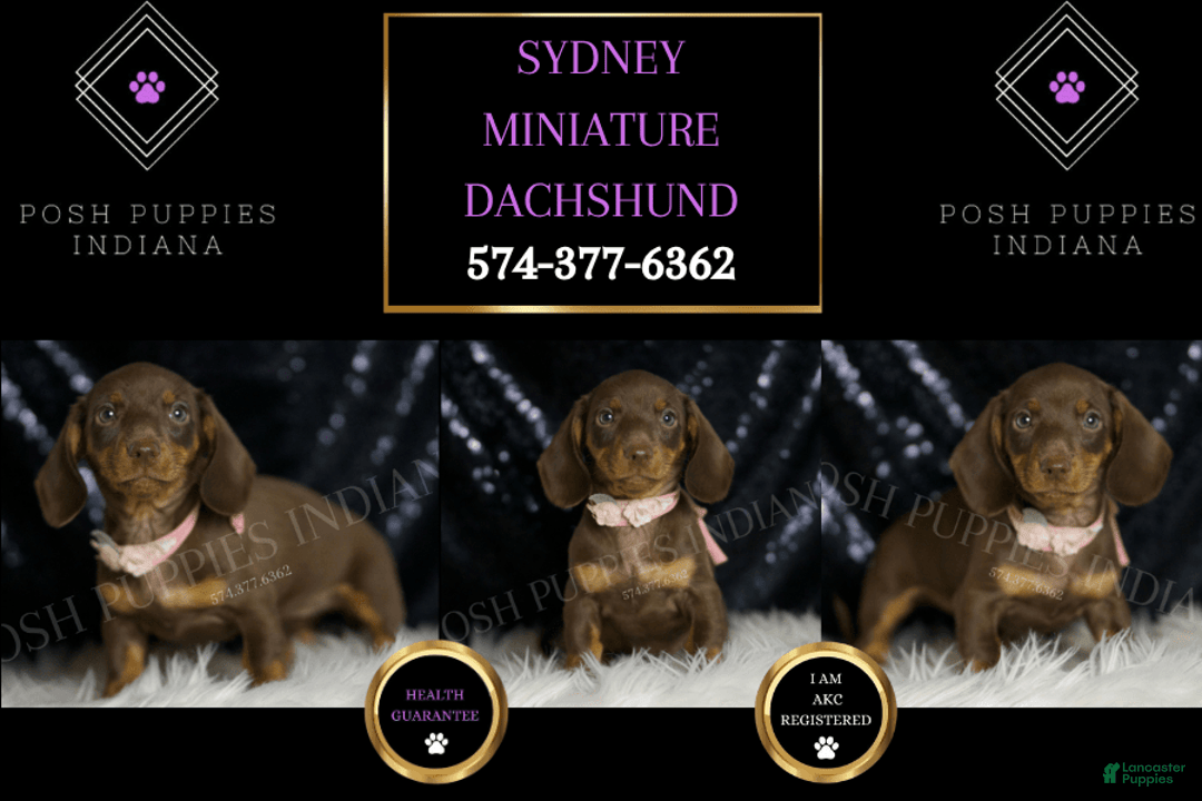 Miniature Dachshund dogs for sale: Sydney - Image 2