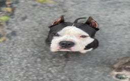 American Bully dogs for sale: Midnight - Image 8