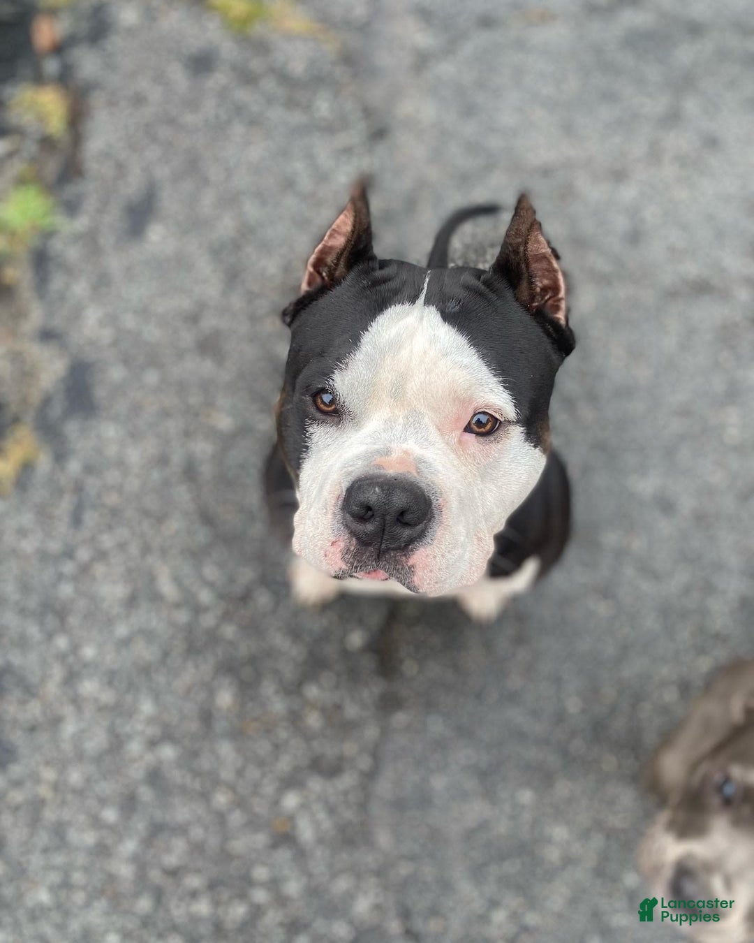 American Bully dogs for sale: Midnight - Image 8