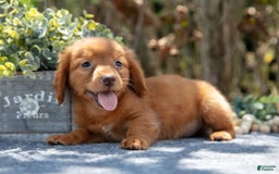 Miniature Dachshund dogs for sale: Mateo - Image 3