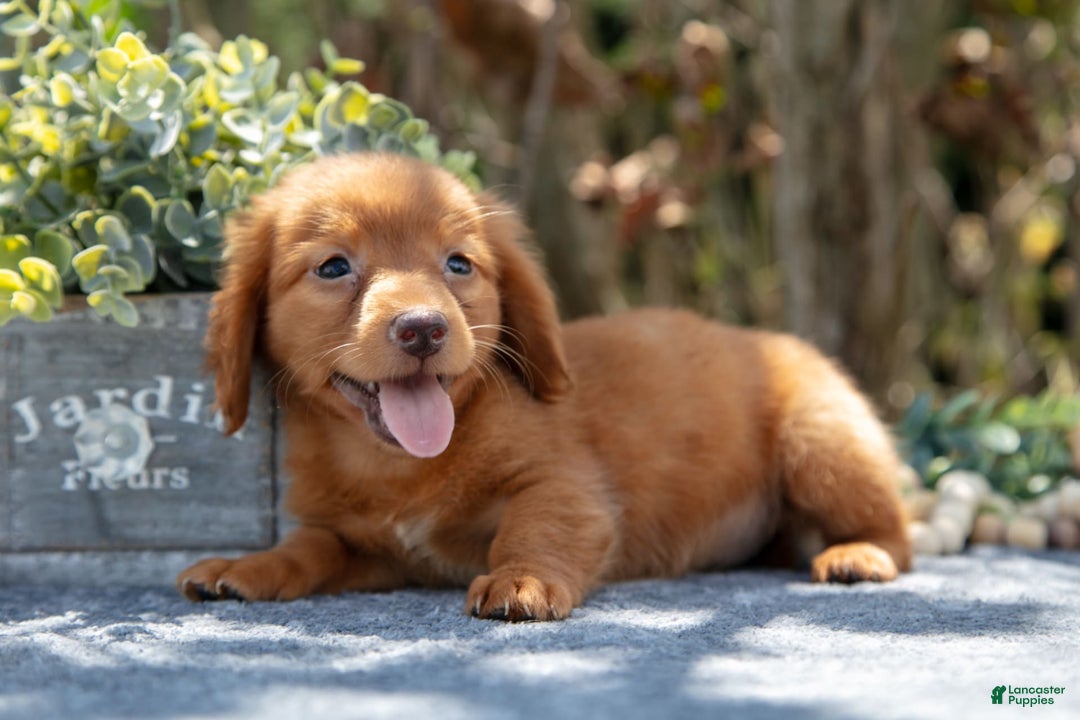 Miniature Dachshund dogs for sale: Mateo - Image 3