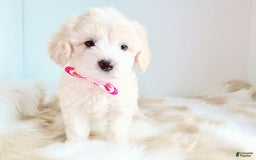 Maltipoo dogs for sale: Princess - Image 1