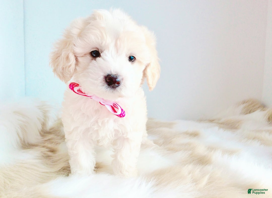 Maltipoo dogs for sale: Princess - Image 1