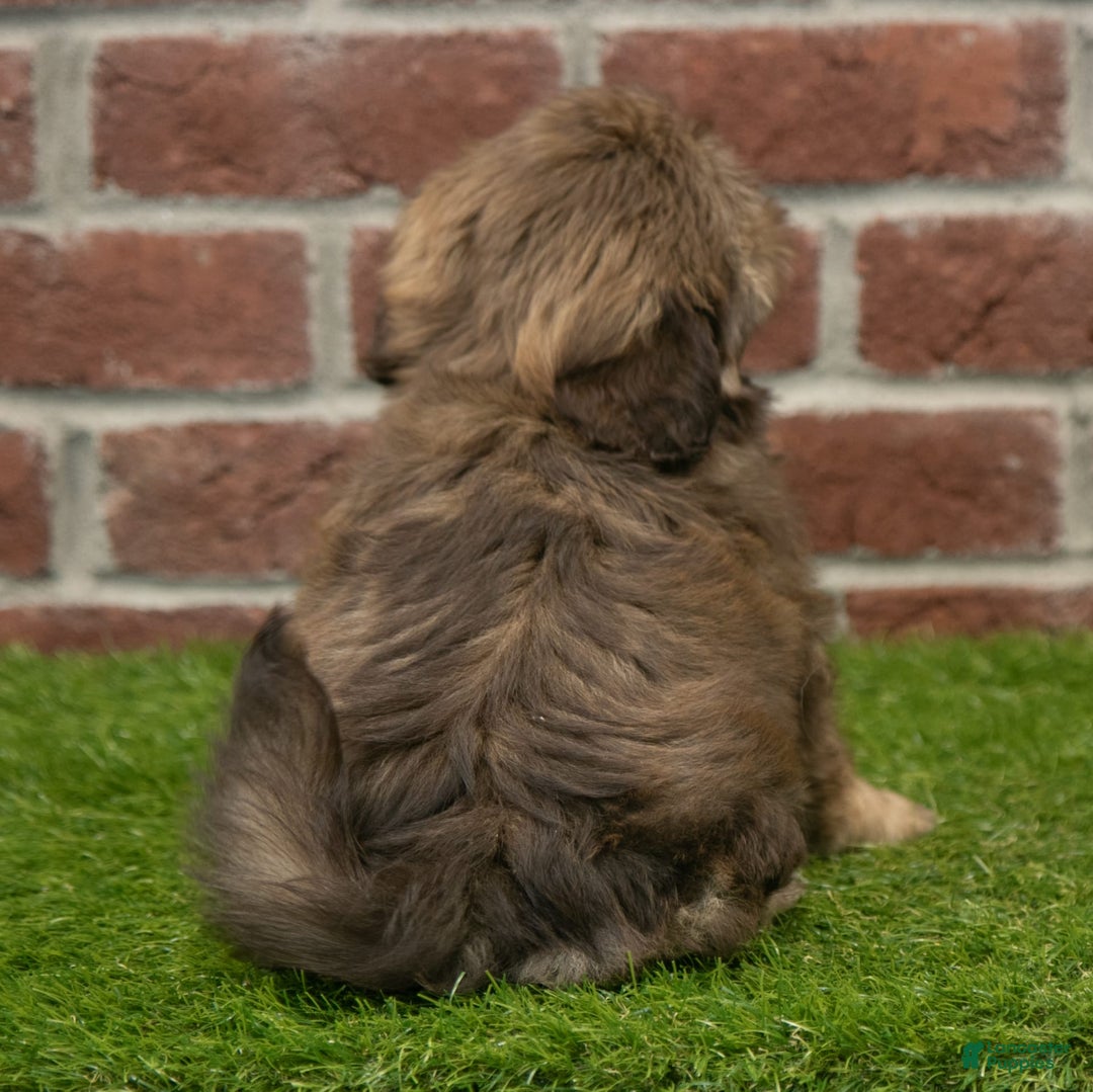 Shih Tzu dogs for sale: Katie - Image 5