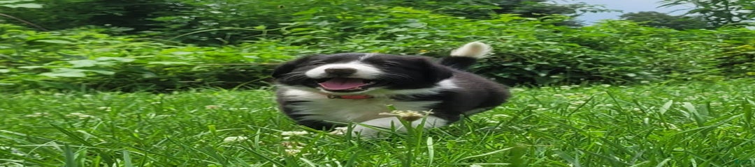 Bella