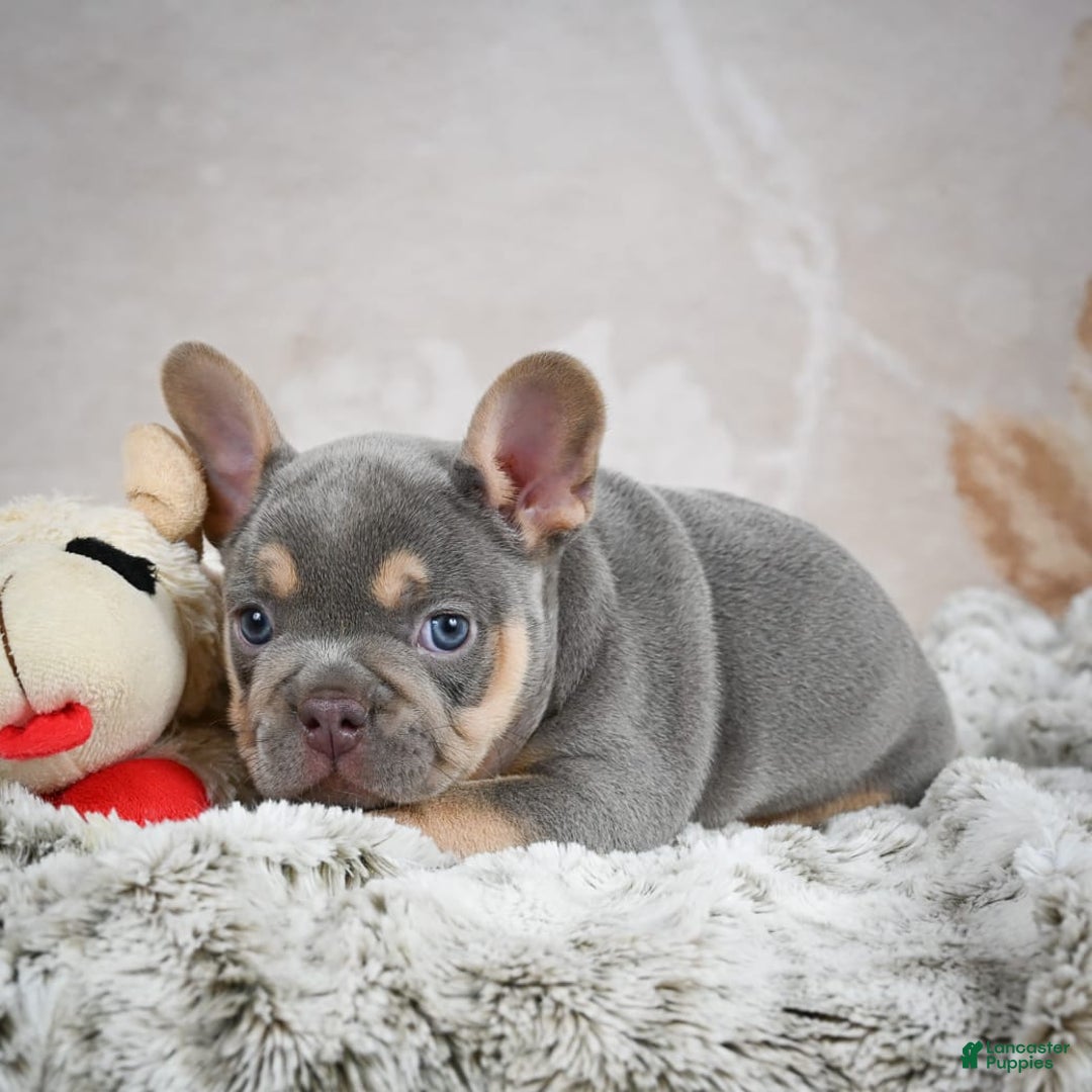French Bulldog dogs for sale: Mason - Image 5